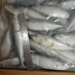 Ikan Kembong (Indian Mackerel) – 10kg Box
