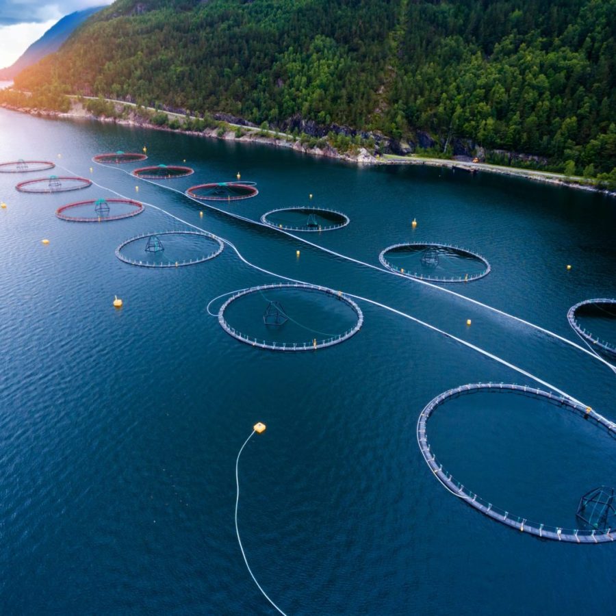 farm-salmon-fishing-1-e1634221764531